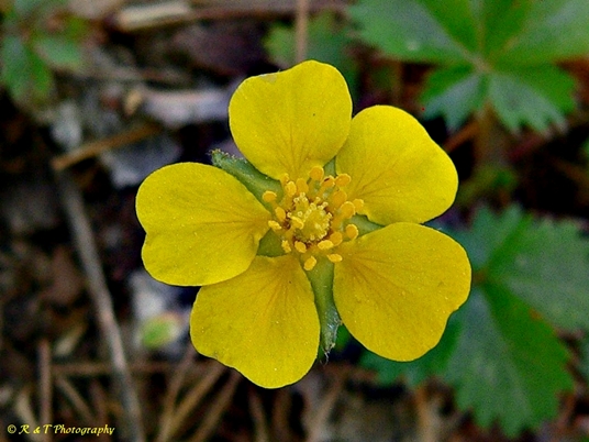 {Potentilla canadensis}